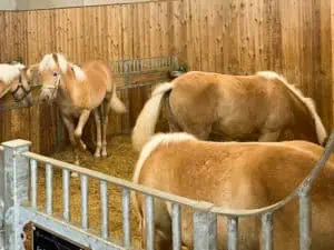 Hafflinger Ponys in einem sauberen ordentlichent modernen Stallung.